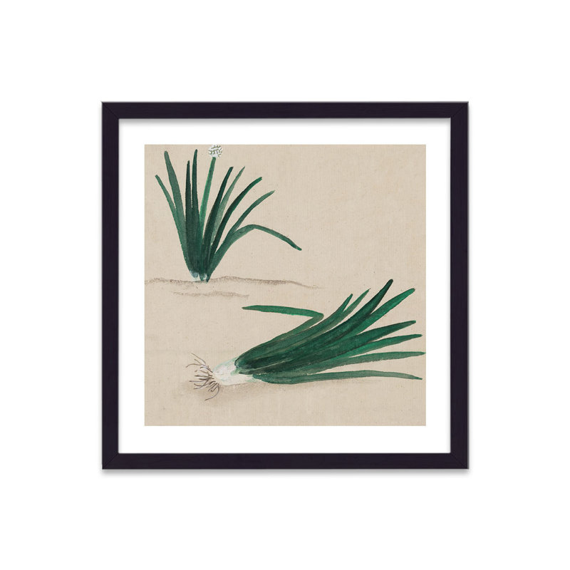 Vintage Japanese Vegetable Spring Onion by Vouvart - Single Picture Frame Print