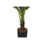 Mcdaniel Strelitzia plante