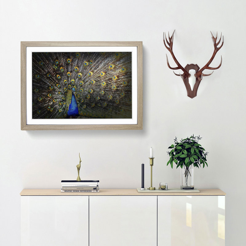 Peacock with Outstretched Feathers - Framed Print, Oak Framed, 27cm H x 36cm W x 2cm D