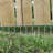 Large Animal Barrier