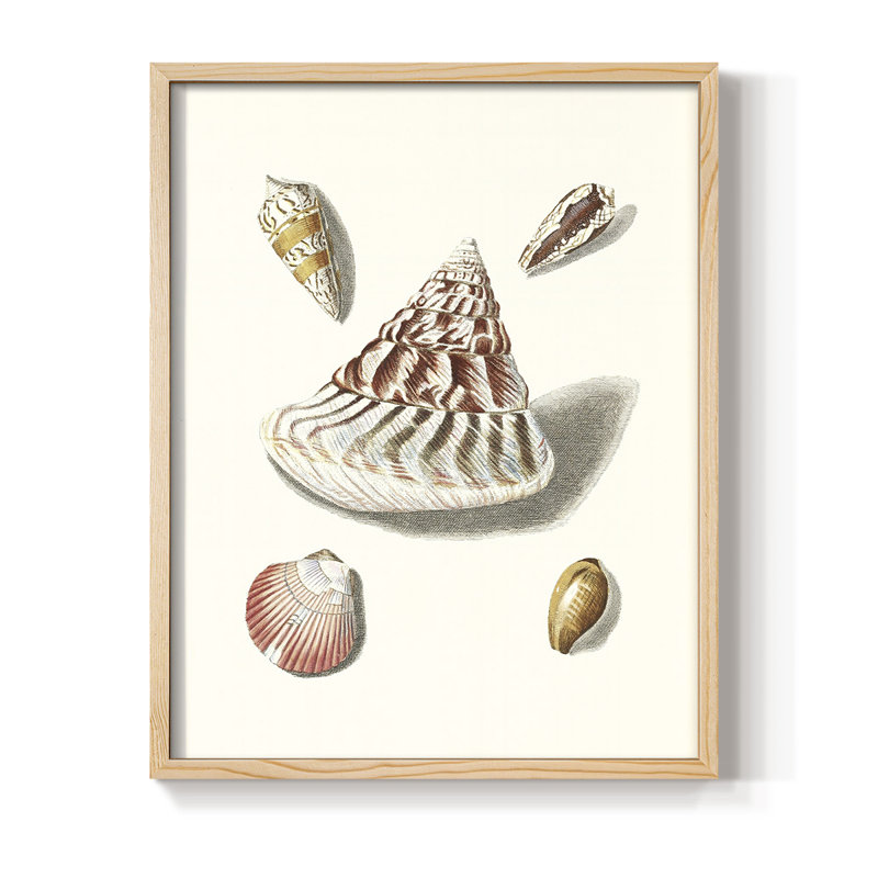 "Pastel Knorr Shells VII", Naturel, H 11 po x l 9 po