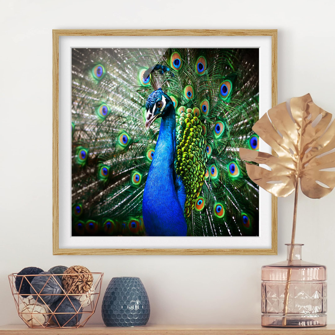 Gerahmtes Poster Elegant Peacock