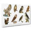 Owl Illustrations by Von Wright - Wrapped Canvas-55366795