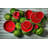 Watermelon Earthenware Abstract Charger