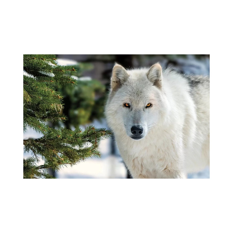White Wolf par David Gardiner - Toile tendue avec châssis sur toile tendue, H 12 po x l 18 po x 1,5 po