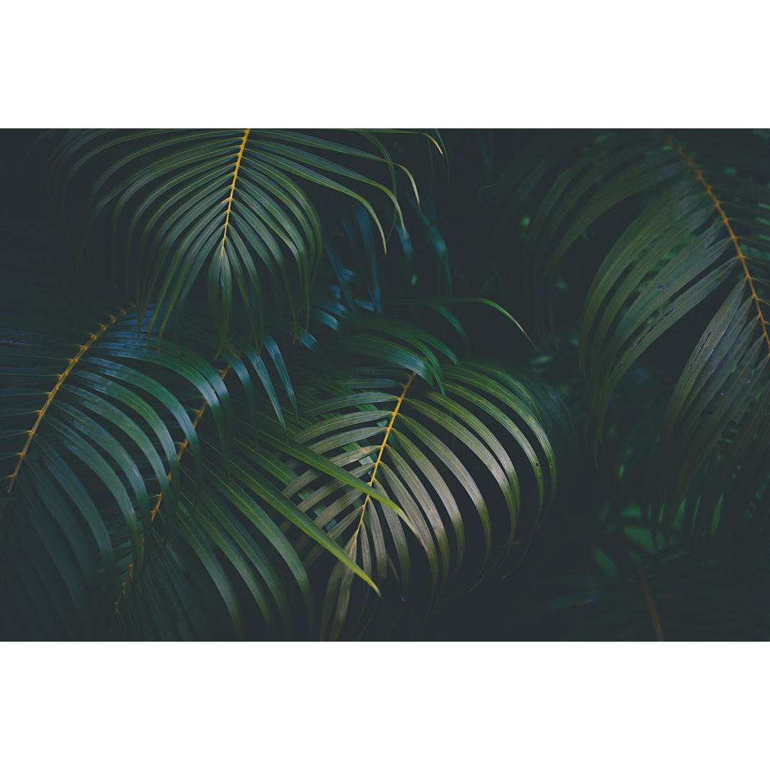 Palm Leaves Hintergrund von Jasmina007 - Drucken