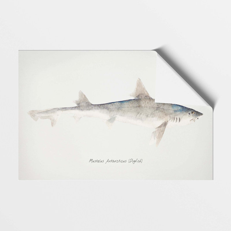 Illustration of a Dogfish by F.E. Clarke - Frameless Print, 42 cm H x 59.4 cm W
