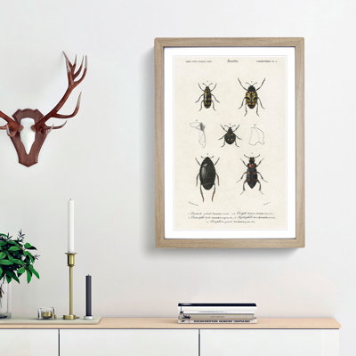 Beetle Illustration PL.5 by Charles D'Orbigny - Single Picture Frame Print