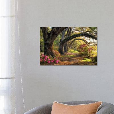 Under The Live Oaks I Print On Acrylic Glass