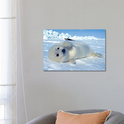 A Young Harp Seal Laying On An Ice Floe, Canada III by VWPics - Wrapped Canvas Photograph