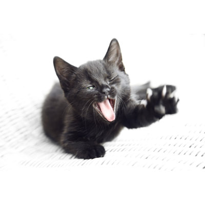 Joli chat noir par Stocknroll