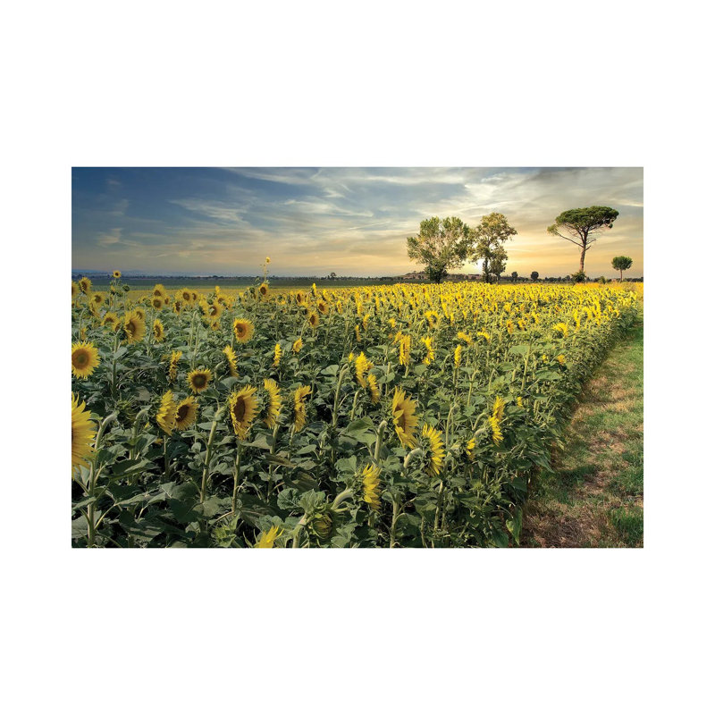 Cotona Sunflowers III by Alan Blaustein - Wrapped Canvas Print, 20.32 cm H x 30.48 cm W