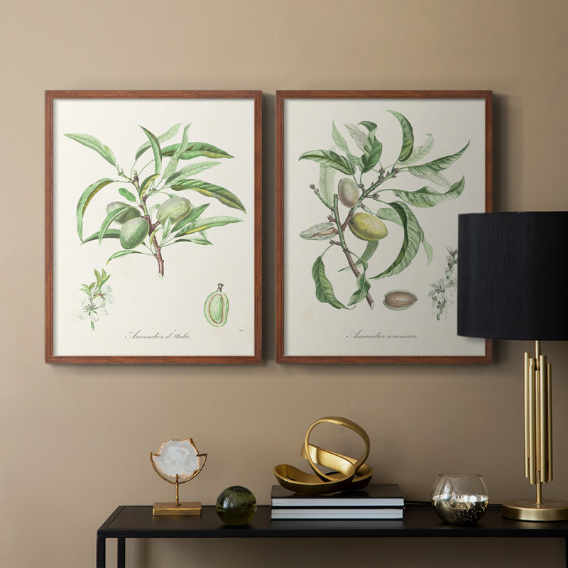Antique Ammond Botanical III - reproduction encadrée de qualité supérieure - prête à être accrochée - aucun clou requis - aucun clou requis