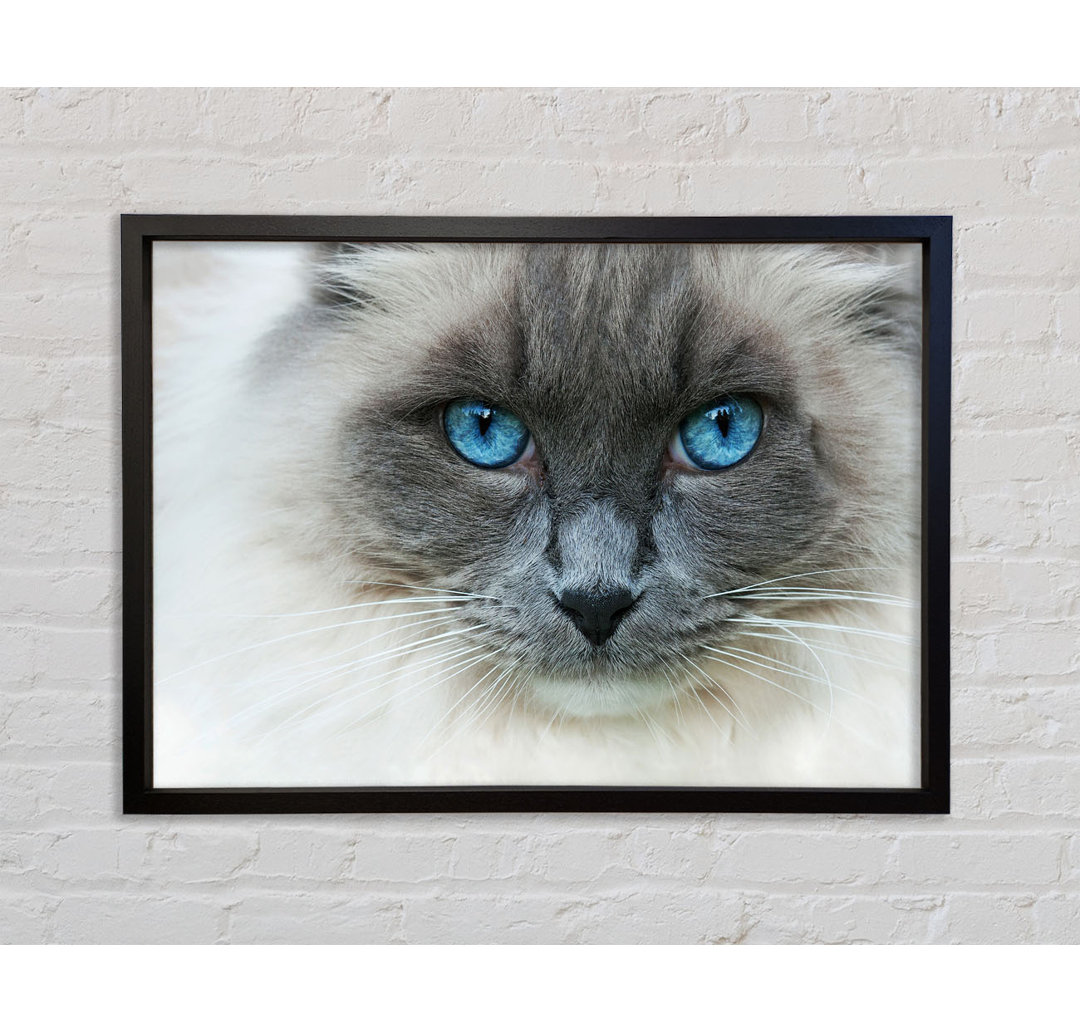 Ragdoll Katze Gesicht - Druck