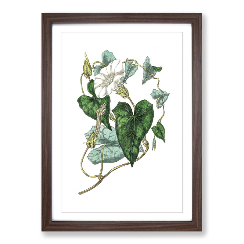 Bindweed Illustration - Single Picture Frame Painting, Walnut Framed, 45cm H x 33cm W x 2cm D
