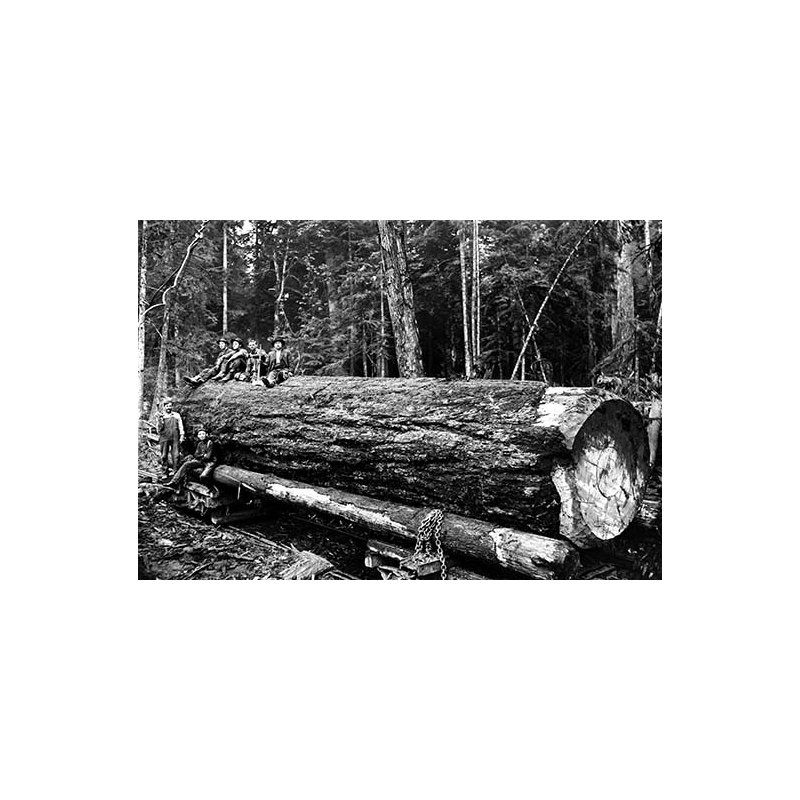 « fallen old growth »-reproduction de photo, H 24 po x l 36 po x P 1,5 po