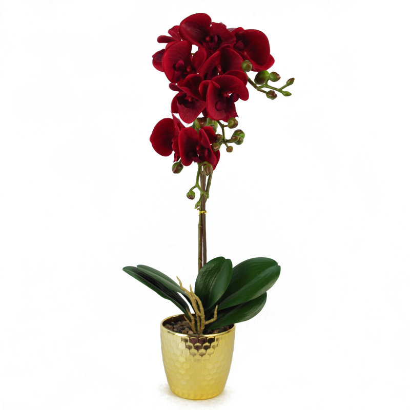 Anneus 50cm Plant