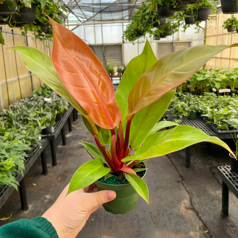 Live Prince of Orange Philodendron Plant