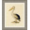 Pelican Print