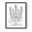 «B&W Plant Speciment», reproduction encadrée - bois massif-57451238-57451237