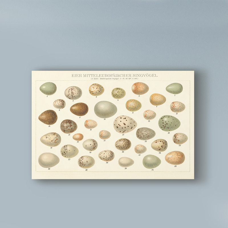 «Song Bird Egg Chart v2», reproduction d'impression sur toile tendue, H 30 po x l 47 po x P 2 po