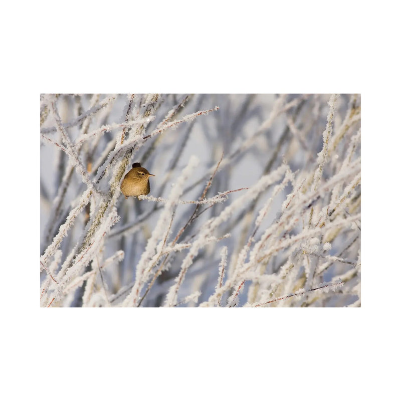 Little Wren by Mateusz Piesiak - Wrapped Canvas Print, 30.48 cm H x 45.72 cm W
