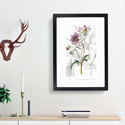 Purple Dahlia Flowers - Framed Print