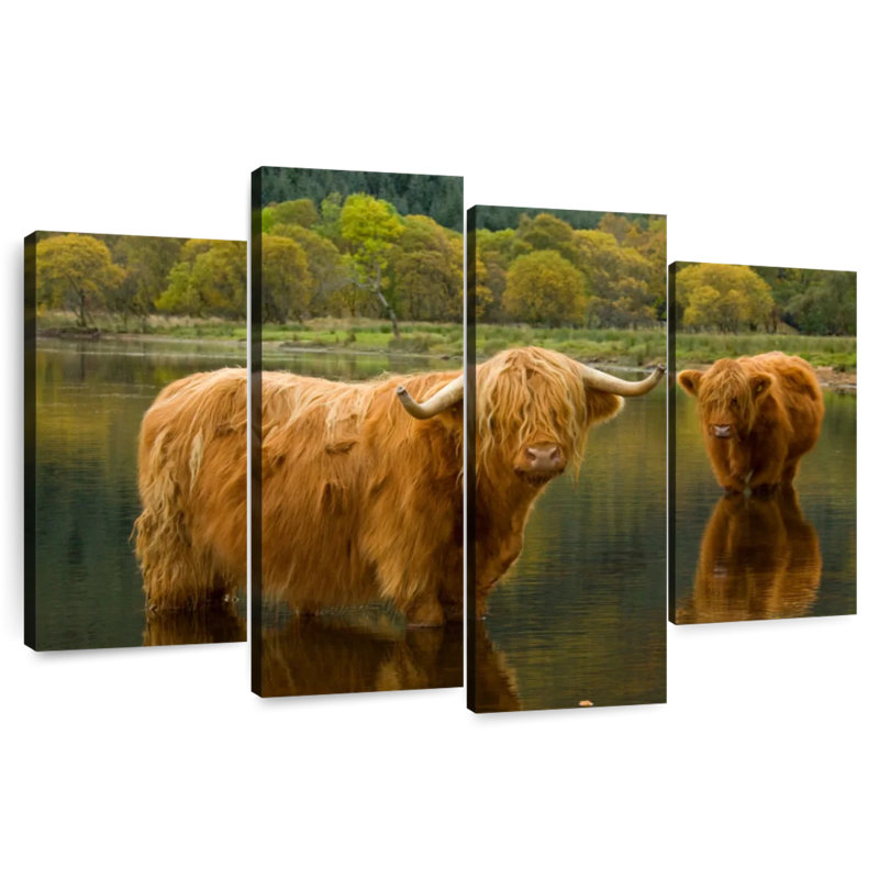 Bathing Highland Cow, H 22 po x l 36 po