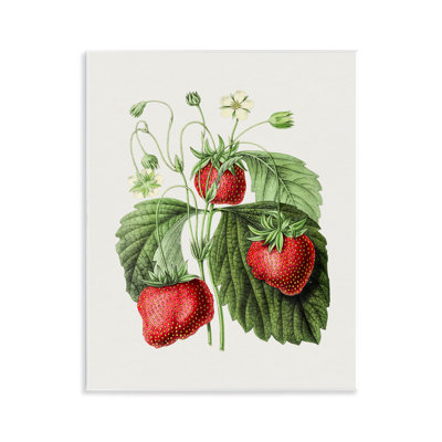«Vintage Strawberries Study», art mural par lettres et lignes