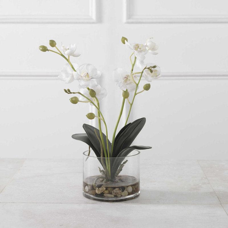 Uttermost Glory Orchid