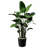 Travelers Palm Planter Insert (Large)