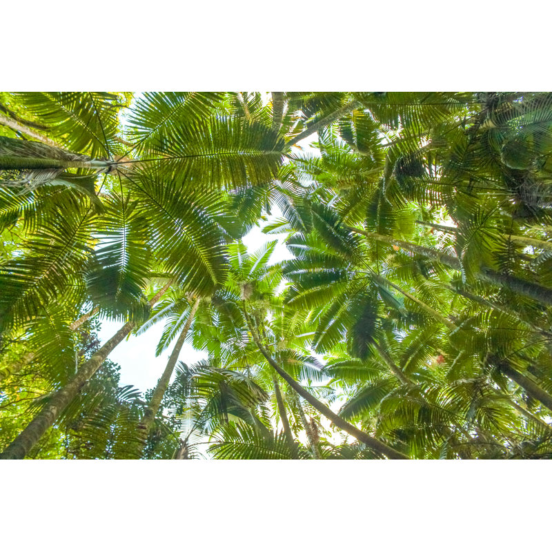 Lush Tropics by Lisa5201, 32" H x 48" W