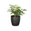 Live Arboricola Plant in Classic Pot-49662227