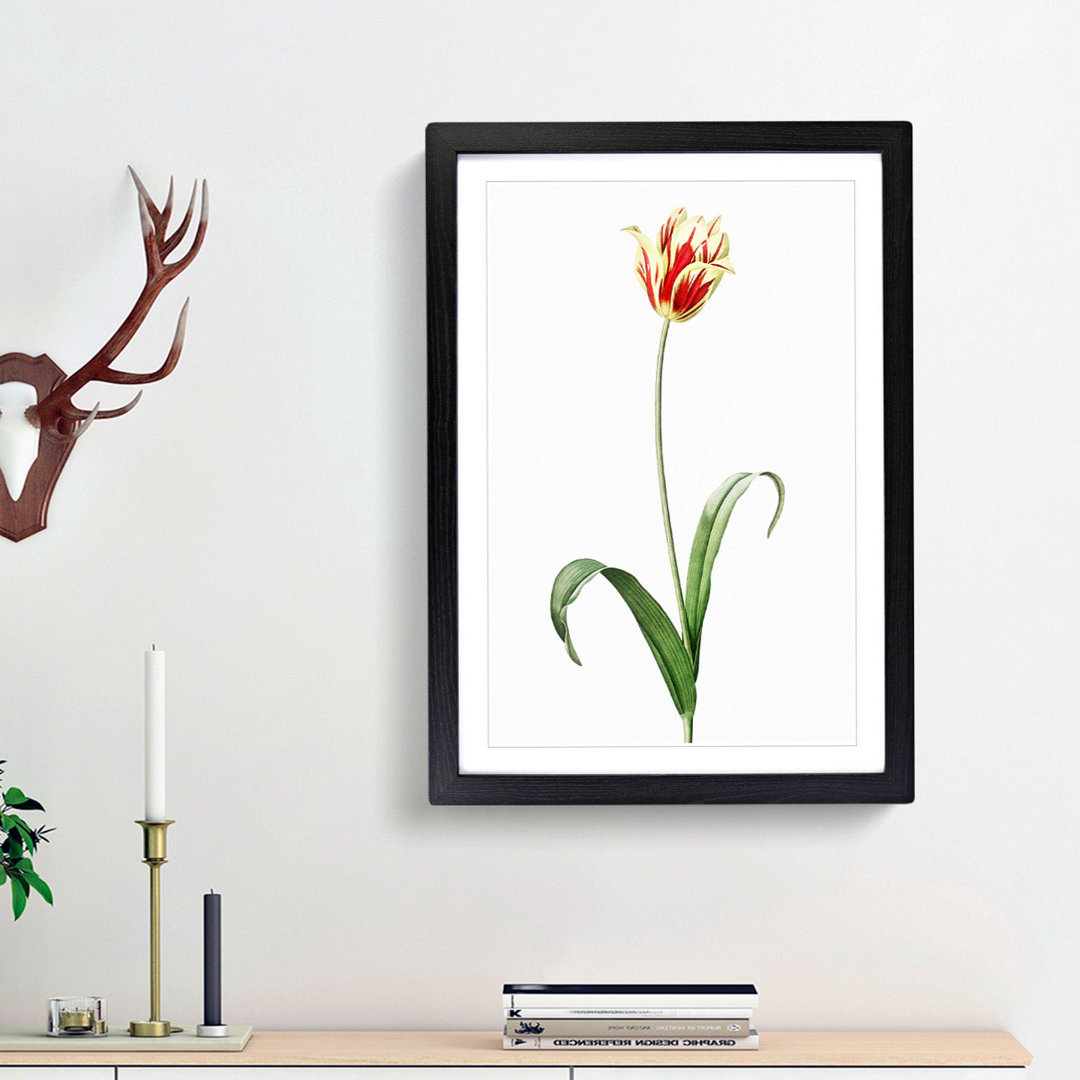 Didier's Tulip by Pierre-Joseph Redoute - Picture Frame Painting Print