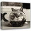 Chat poisson-157724310
