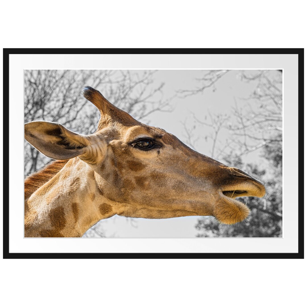 Gerahmtes Poster Anmutige Giraffe isst