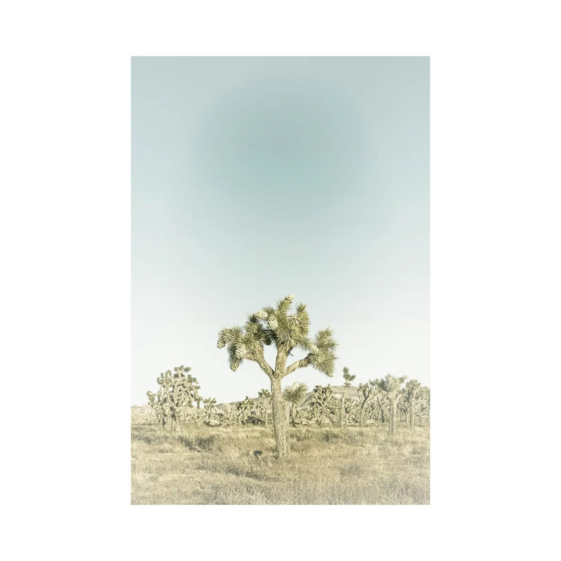Joshua Tree National Park Vintage by Melanie Viola - Wrapped Canvas Print, 20.32 cm H x 30.48 cm W