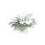 Holiday Magnolia Leaf Arrangement in a Ceramic Vase