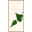 Ivy I Giclee Print by Susan Hable