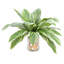 Rockwood Faux Plant in Glass Vase
