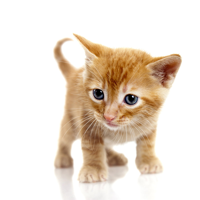 Tabby Small Kitten On White Background by Barcin - No Frame Art Prints on Canvas, 76cm H x 76cm W