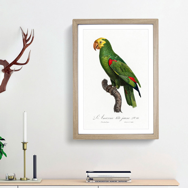 Yellow-Crowned Amazon Parrot by F. Levaillant - Picture Frame Graphic Art Print, 36cm H x 27cm W x 2cm D, Oak Framed
