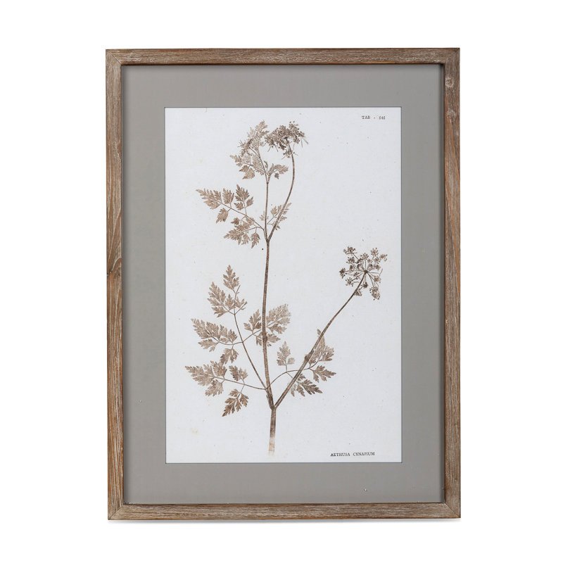 Framed Botanical Print