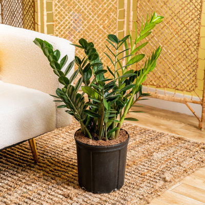 ZZ Plant in Nursery Pot