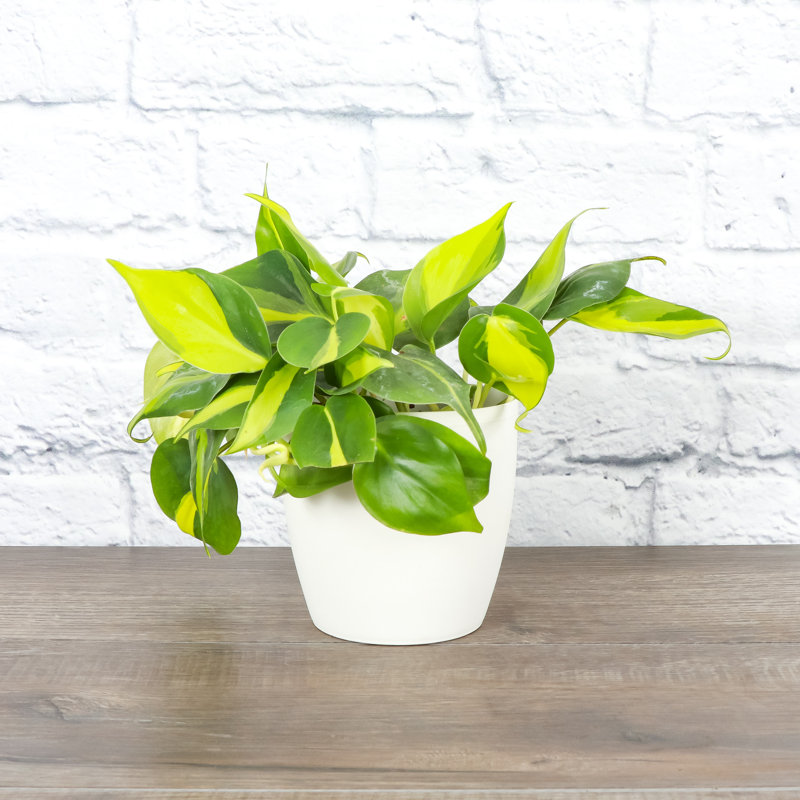 Live Brazil Philodendron Plant in Classic Pot, White