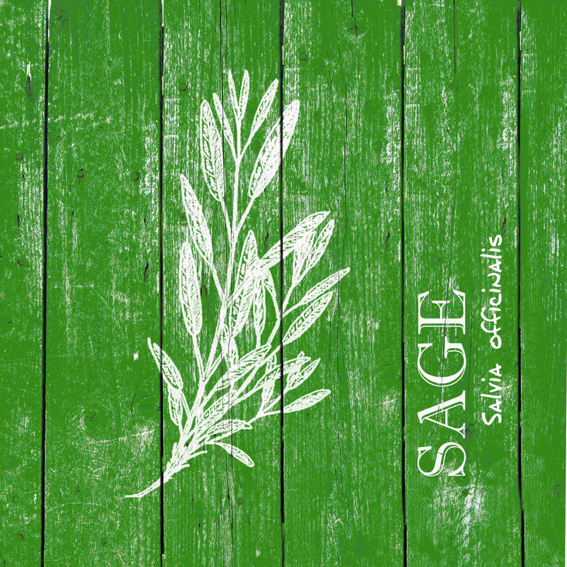 Sauge - impression sur toile tendue, L 36 po x H 36 po