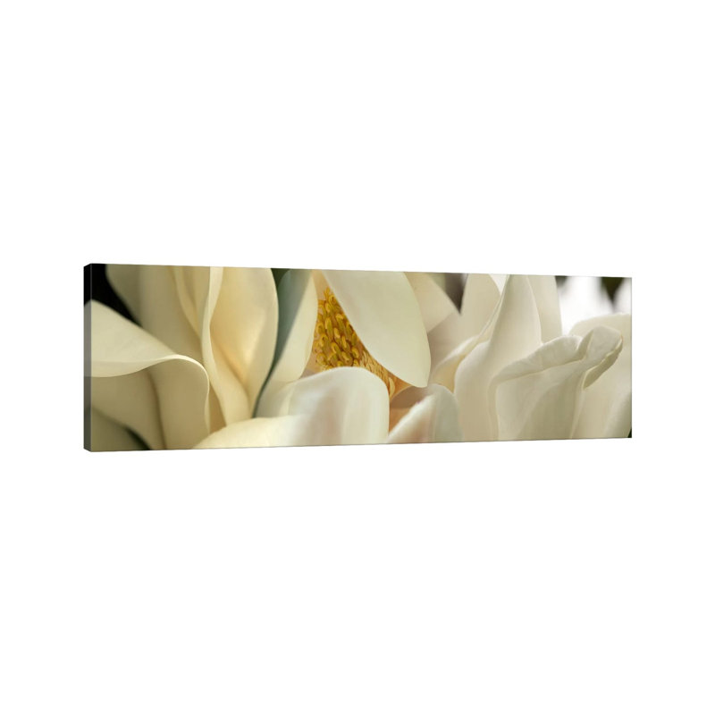 Magnolia Flowers #4 1 Piece Wrapped Canvas Panoramic Wall Art, 121.92 cm H x 40.64 cm W x 3.175 cm D