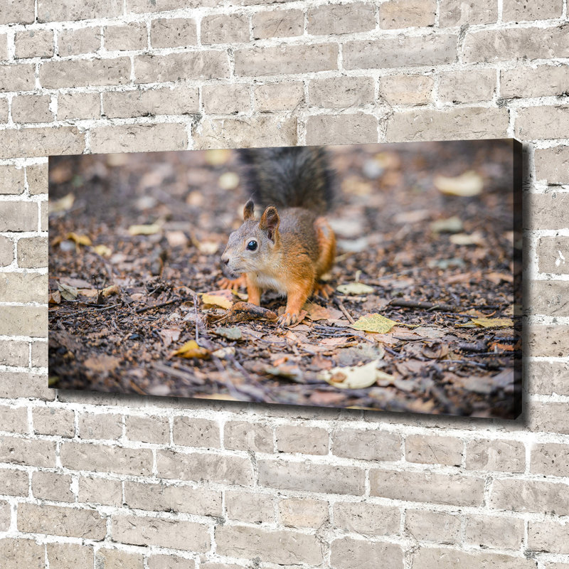 Squirrel - Wrapped Canvas Print