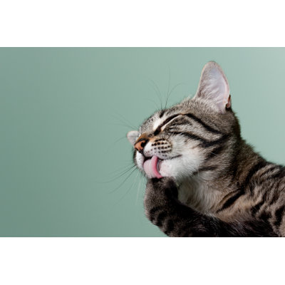 Cat Grooming - Wrapped Canvas Print
