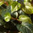 15'' Faux Pothos Plant in Wood Planter
